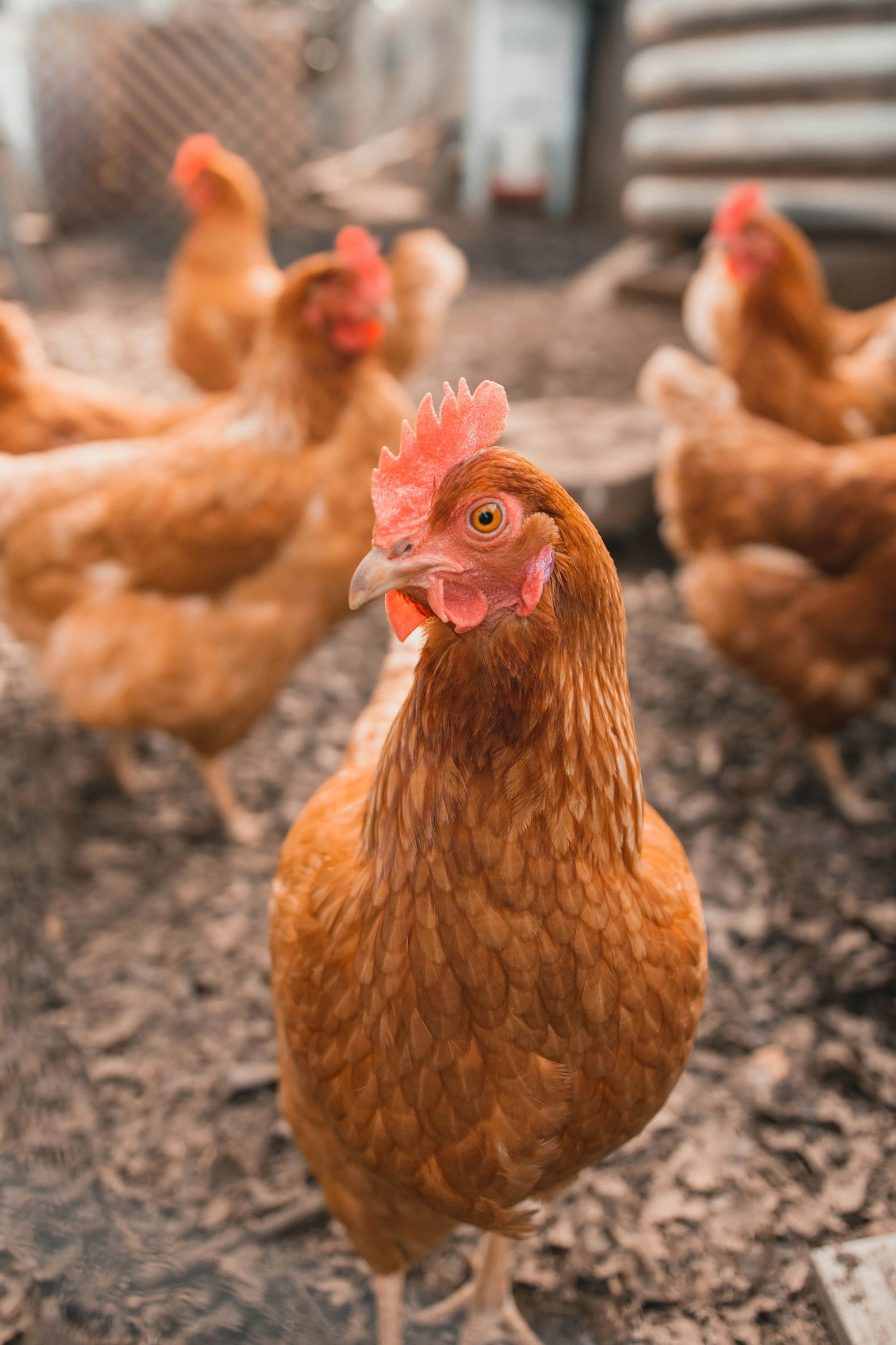 Our first chickens