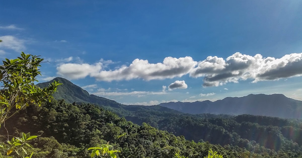 The Genetic Diversity in Philippine Native Trees