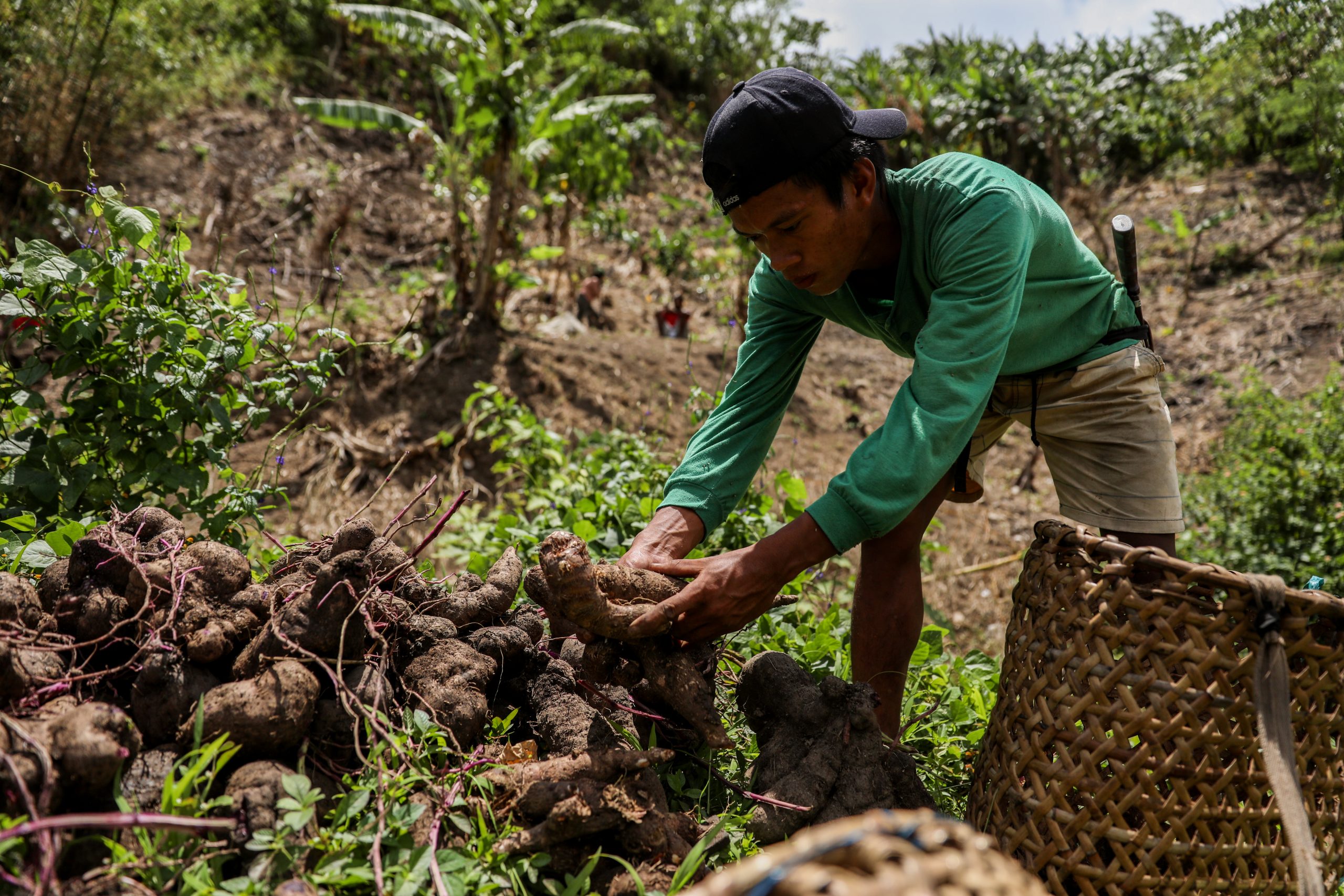 The Aeta Way of Growing: Indigenous Filipino Wisdom for Permaculture